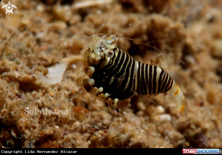 A bumblebee shrimp