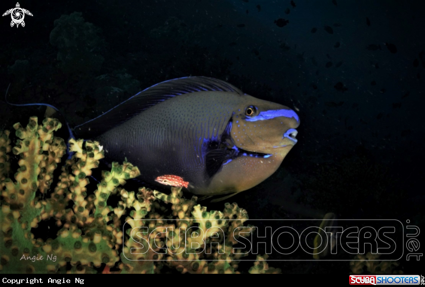 A BLUE TRIGGERFISH