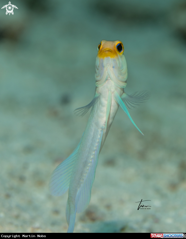 A Yellowhead Jawfish