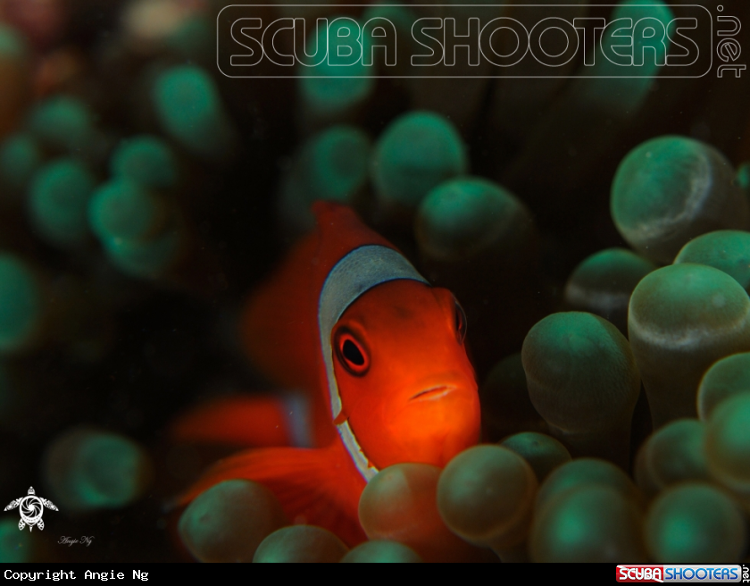 A  ANEMONEFISH