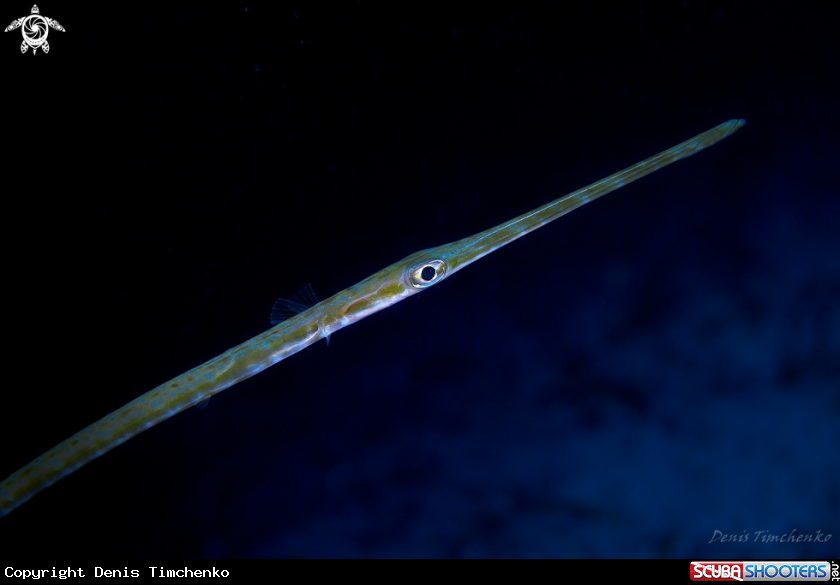 A FISH