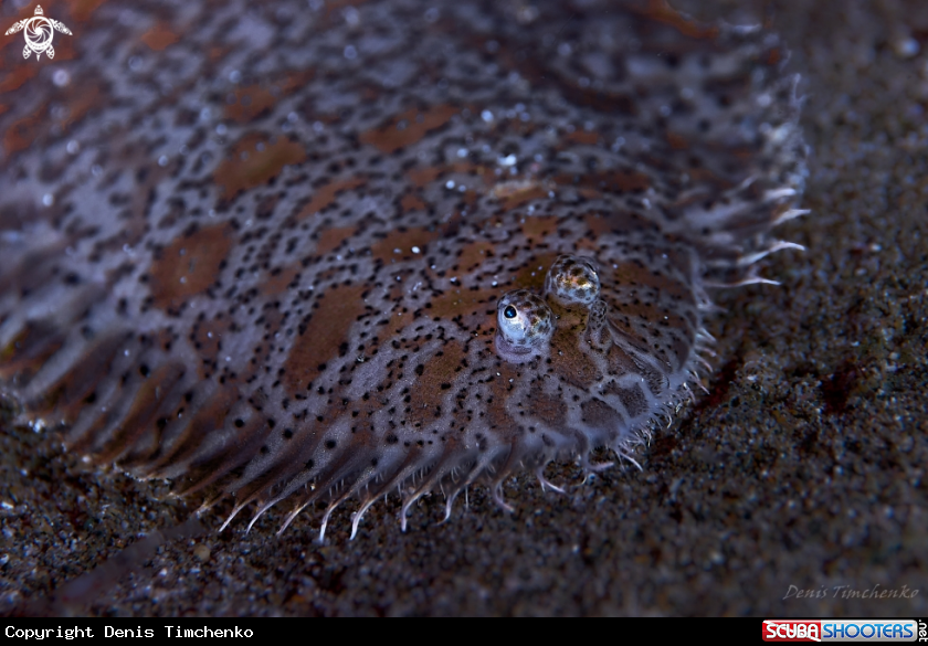 A FISH