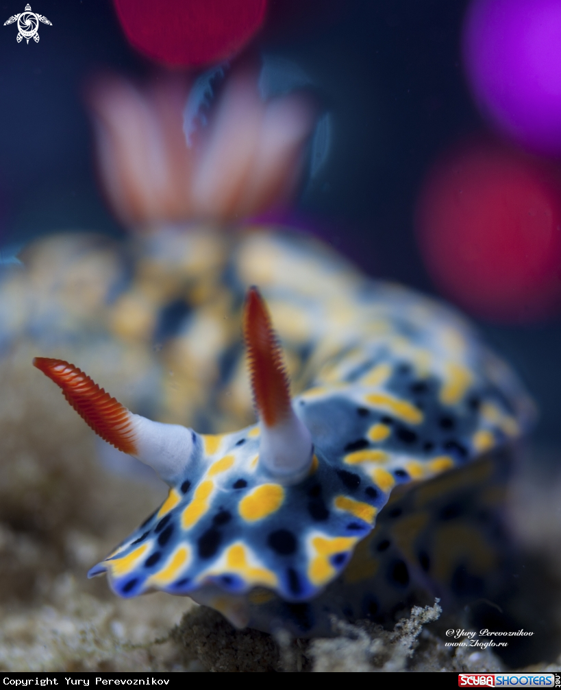 A Hypselodoris infucata