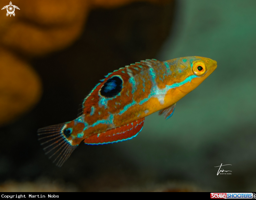 A The Puddingwife