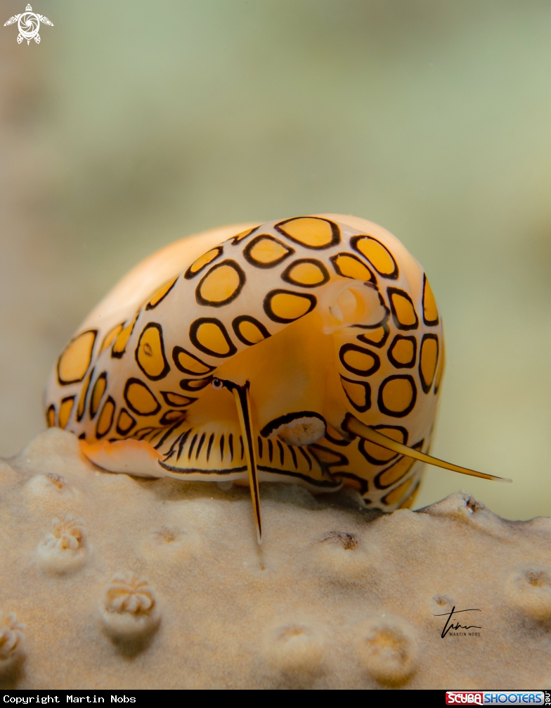 A Flamingo tongue