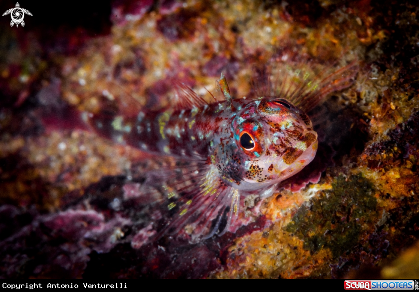 A Coral fish