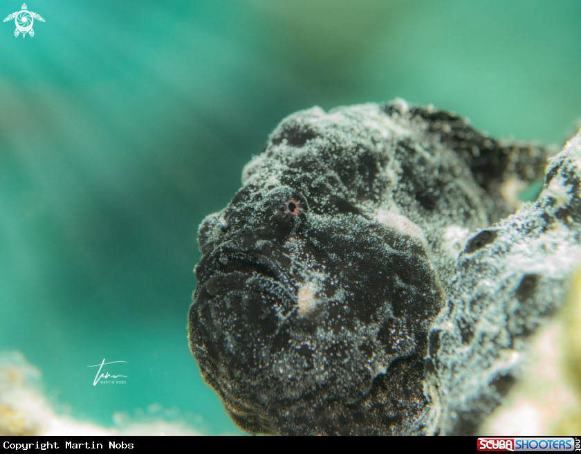 A Frogfish