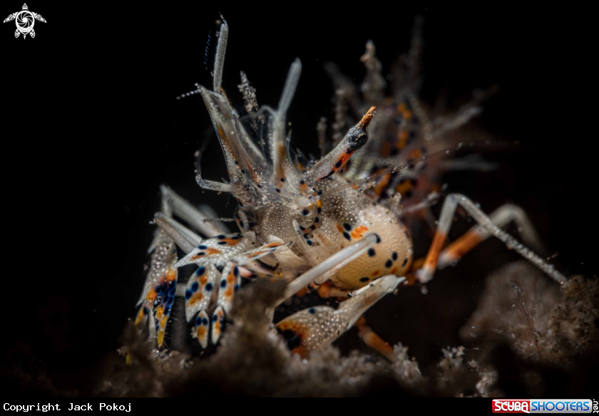 A Tiger shrimp