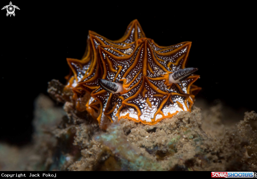 A Halgerda tesselata,