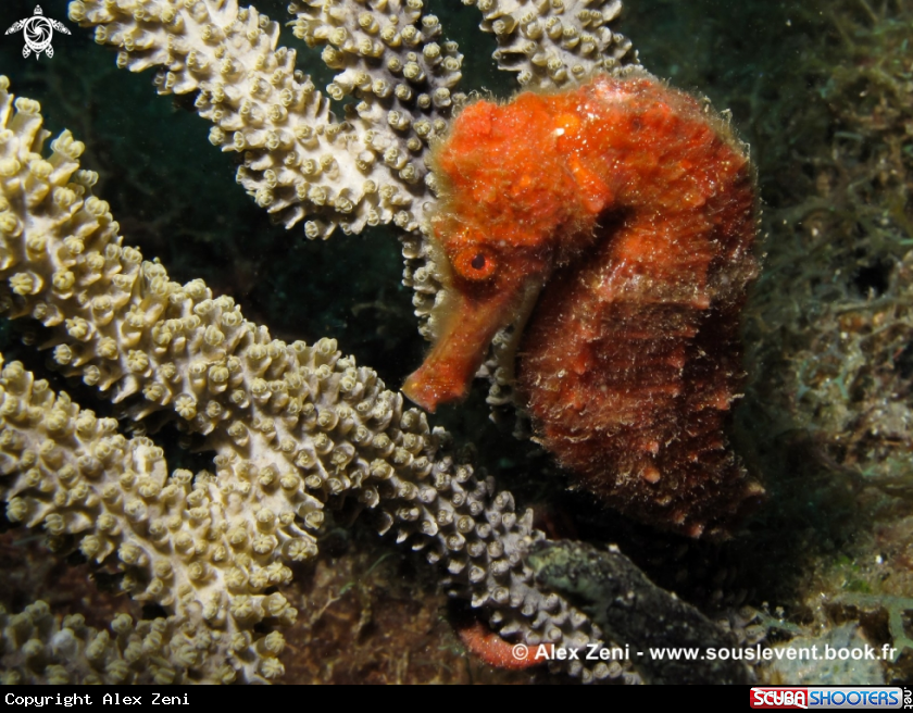 A long nose seahorse