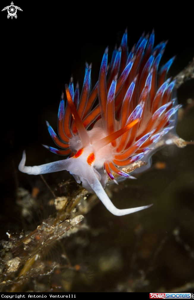 A Cratena nudibranch 