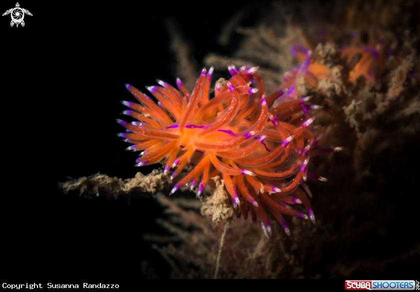 A Flabellina nudibranch