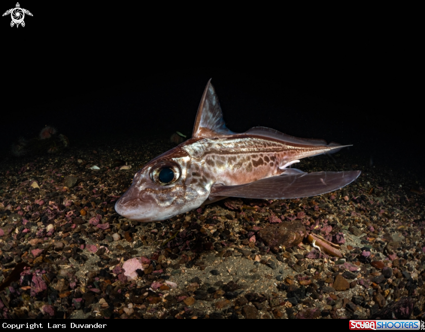 A Ghost shark 