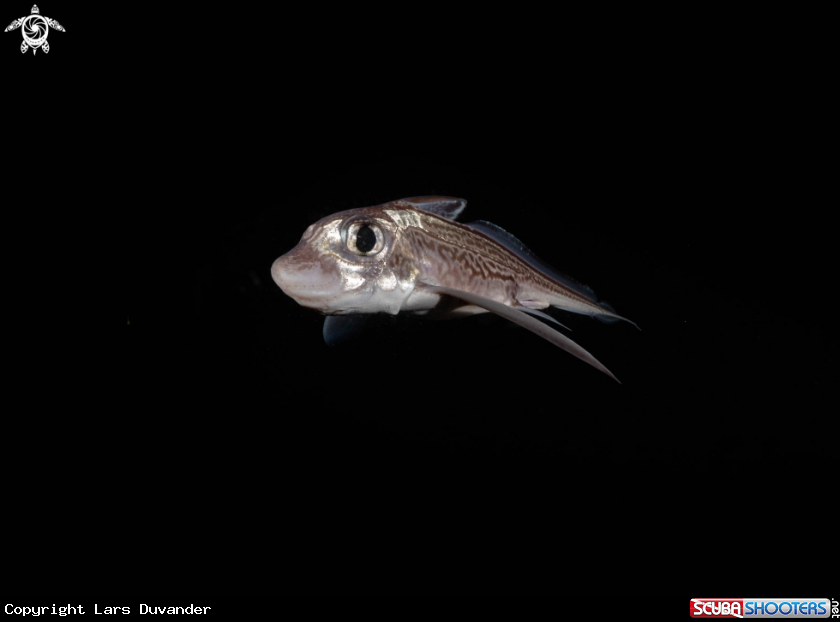 A Ghost shark 