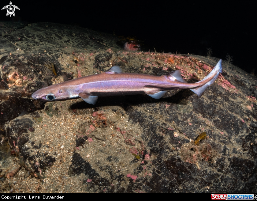 A Velvet belly latern shark