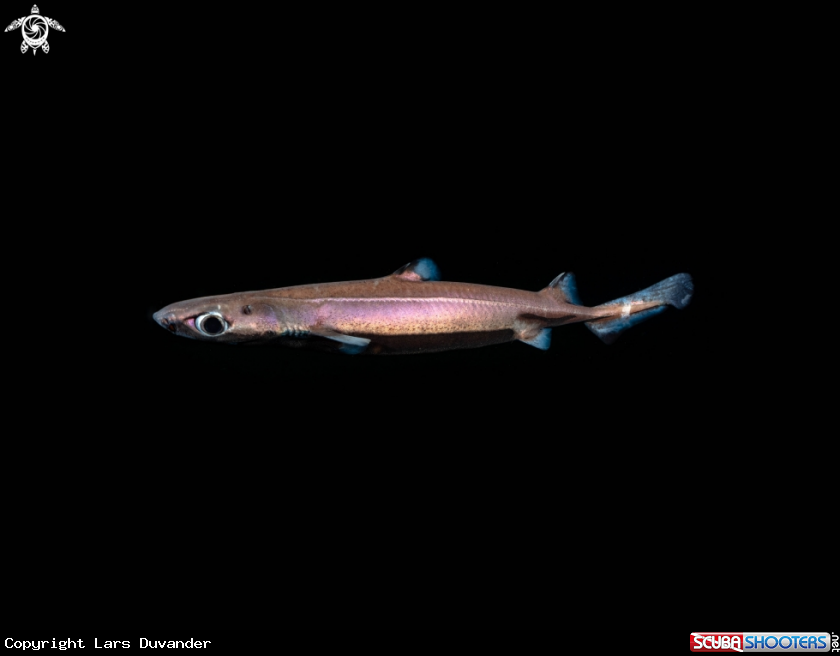 A Velvet belly latern shark 