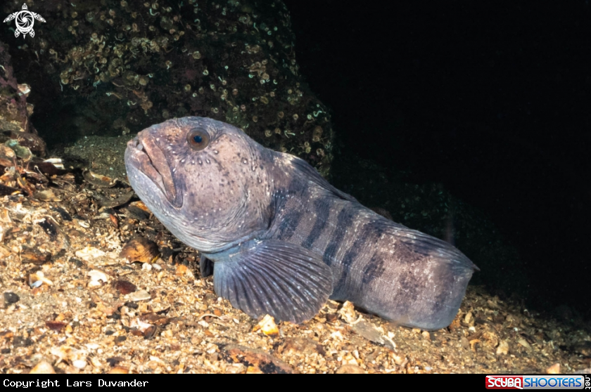 A Atlantic wolffish 