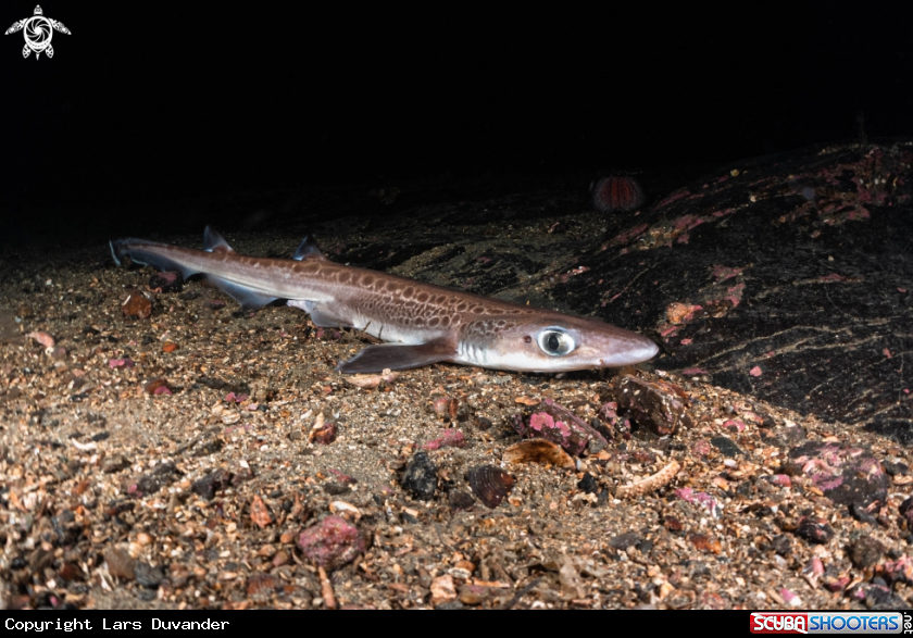 A Blackmouth catshark 