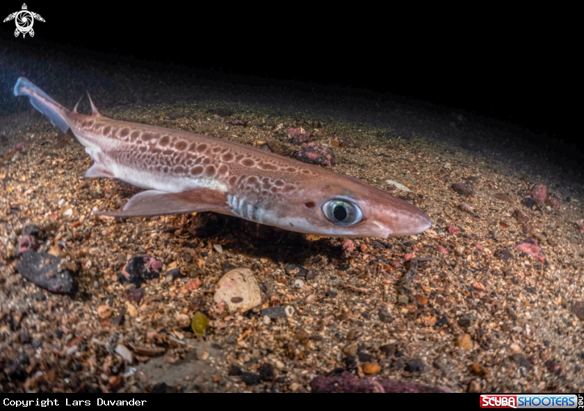 A Blackmouth catshark 
