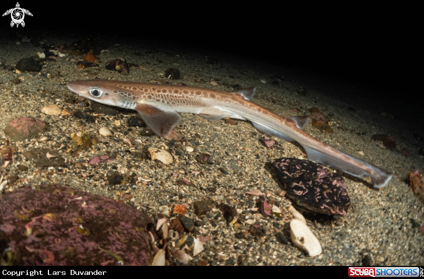 A Blackmouth catshark 
