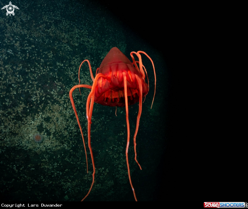 A The Helmet Jelly fish 