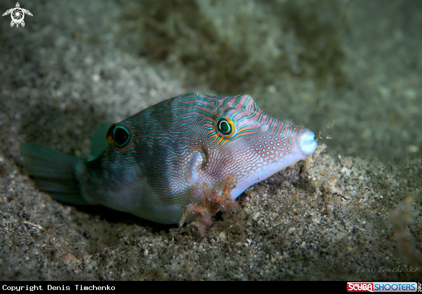 A FISH