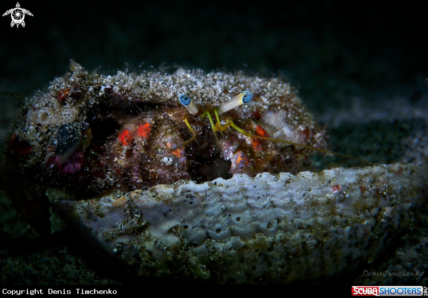 A HERMIT CRAB