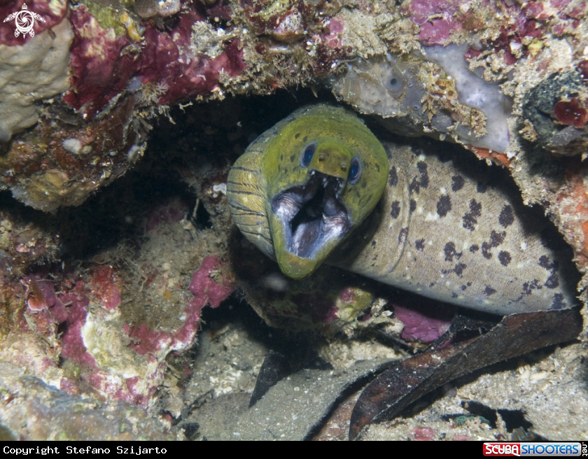 A underwater creature