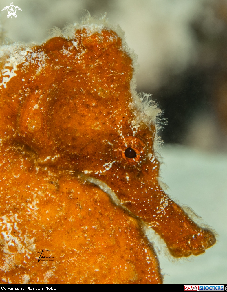 A Seahorse