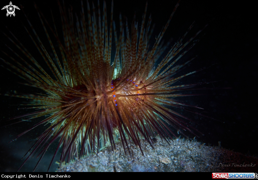 A SEA URCHIN