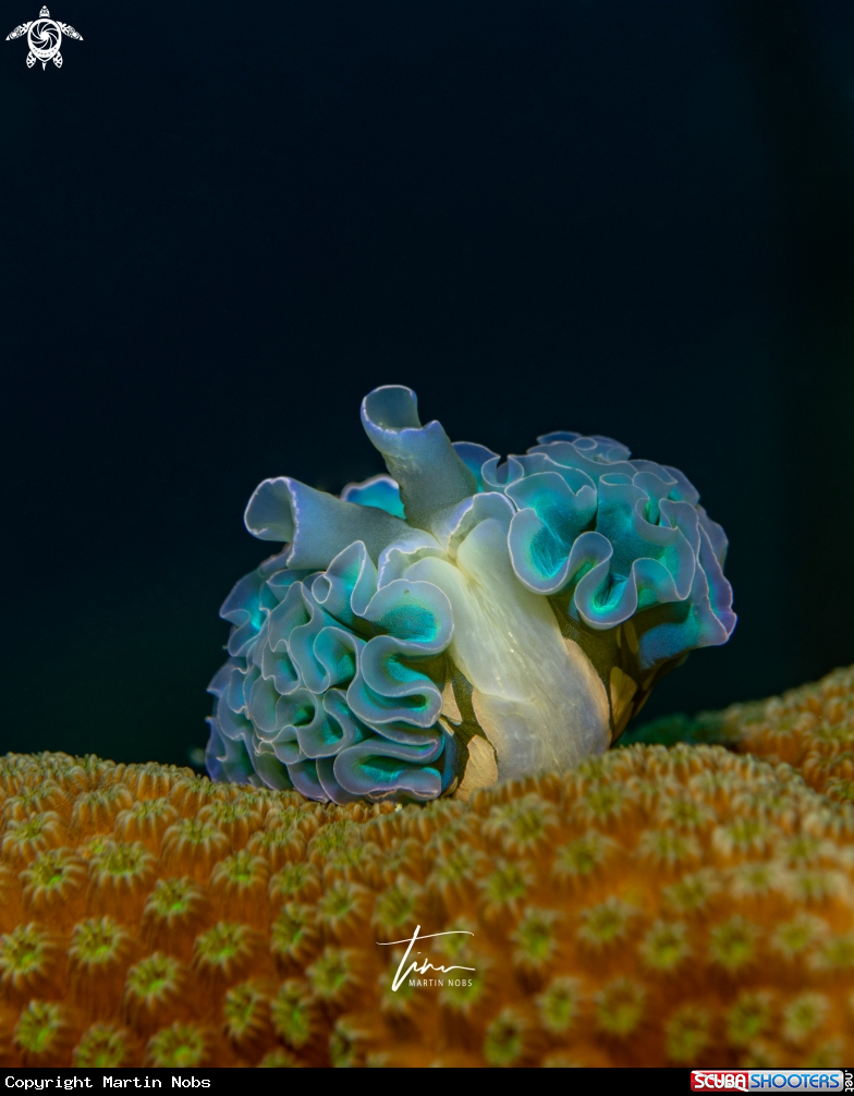 A Lettuce sea slug