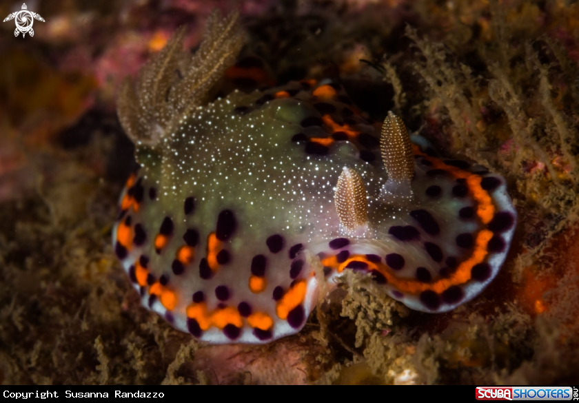 A Chromodoris naiki nudibranch