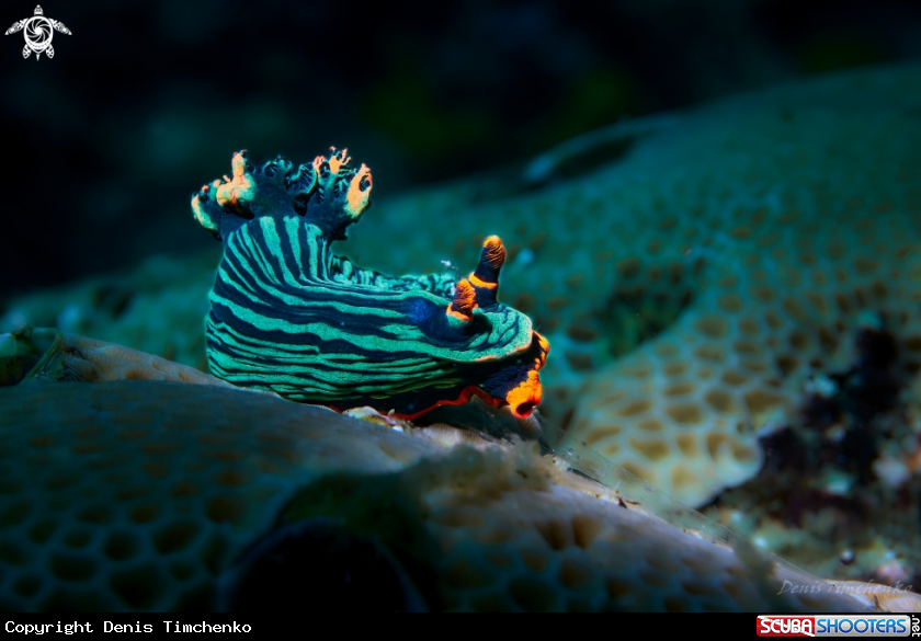 A NUDIBRANCH
