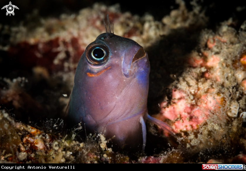 A Coral blenny