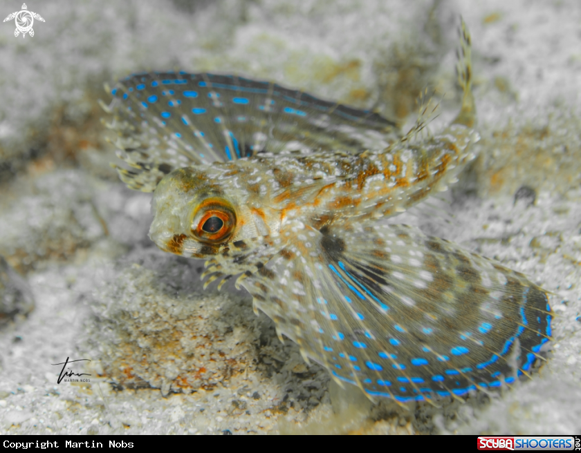 A Flying Gurnard