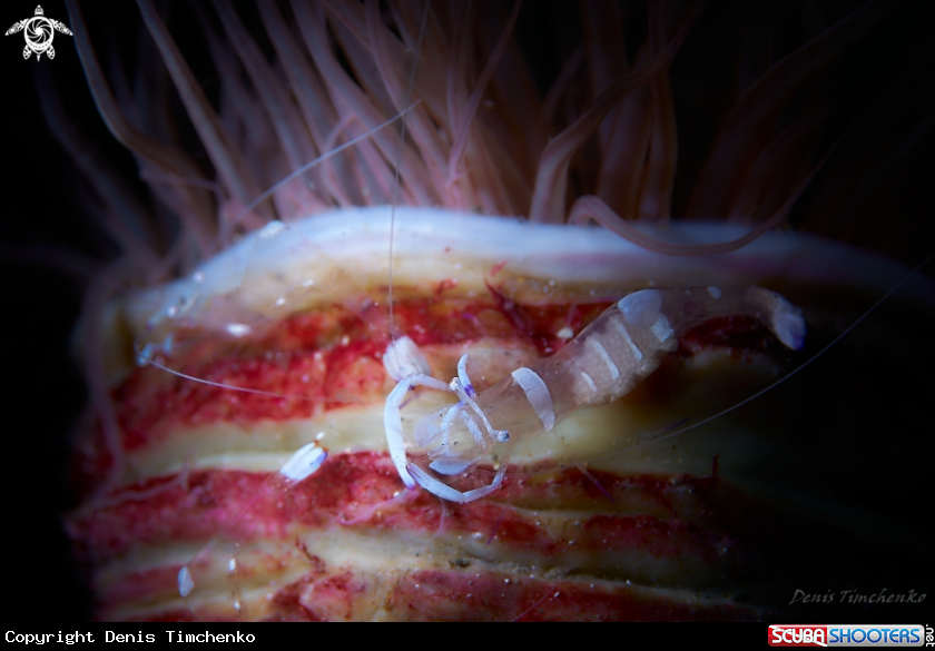 A SHRIMP