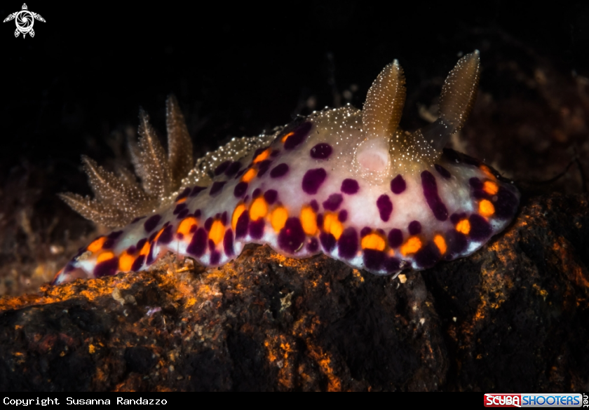 A Chromodoris naiki nudibranch