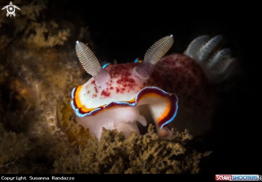 A Chromodoris trimarginata nudibranch