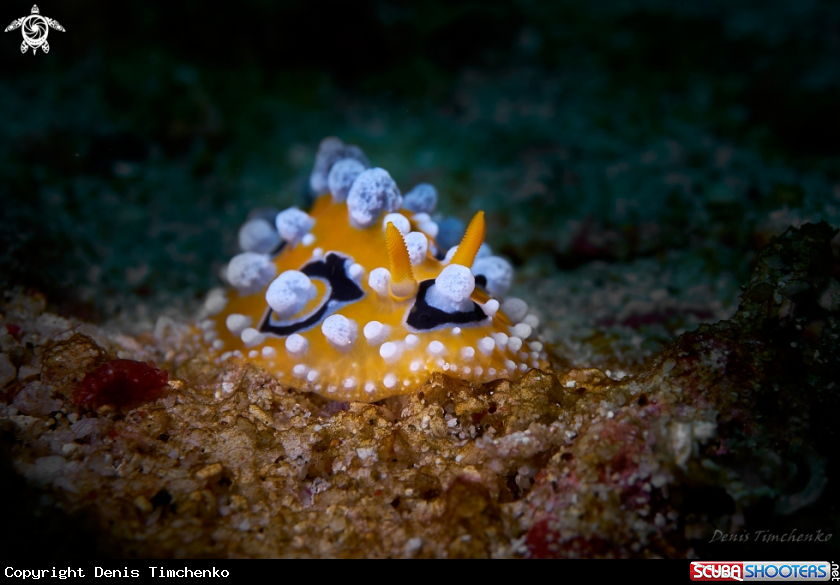 A NUDIBRANCH