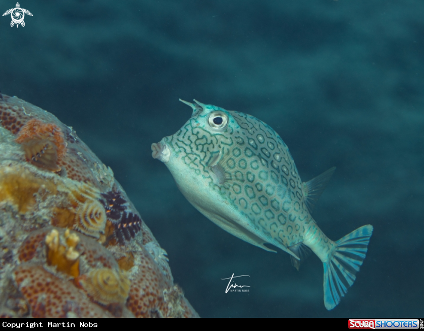 A Honeycomb Cowfish