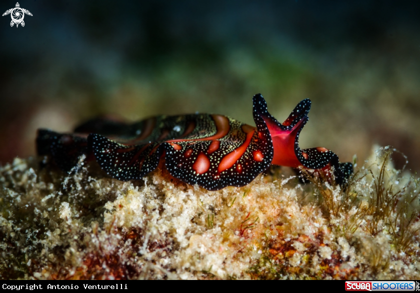 A Bedford's flatworm