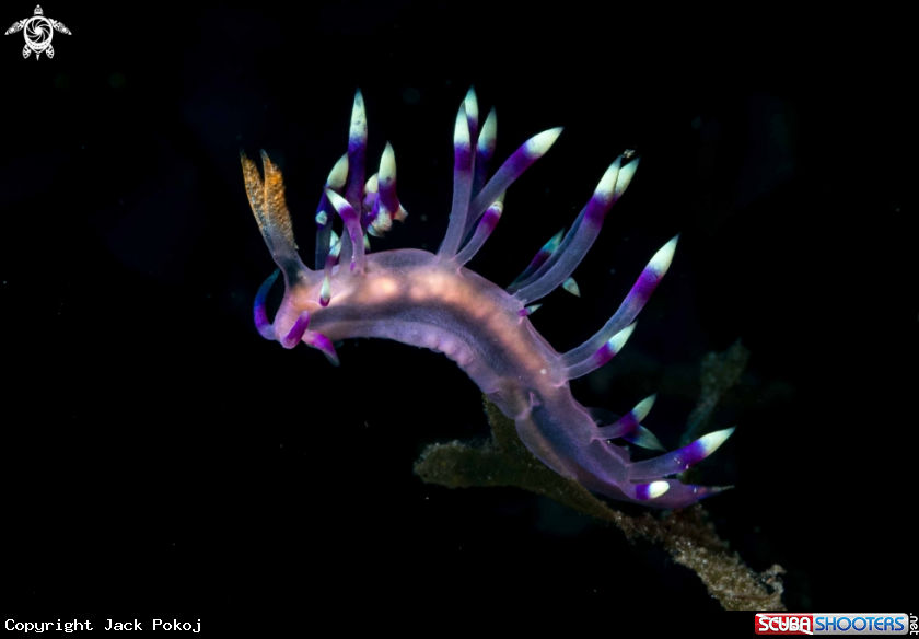 A Coryphellina exoptata
