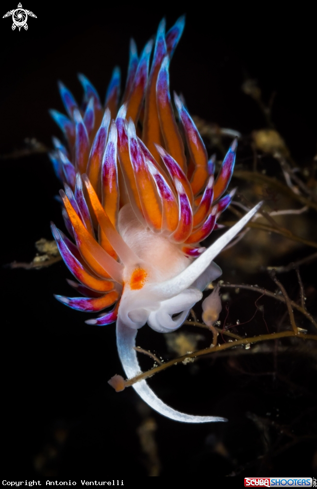 A Cratena nudibranch 