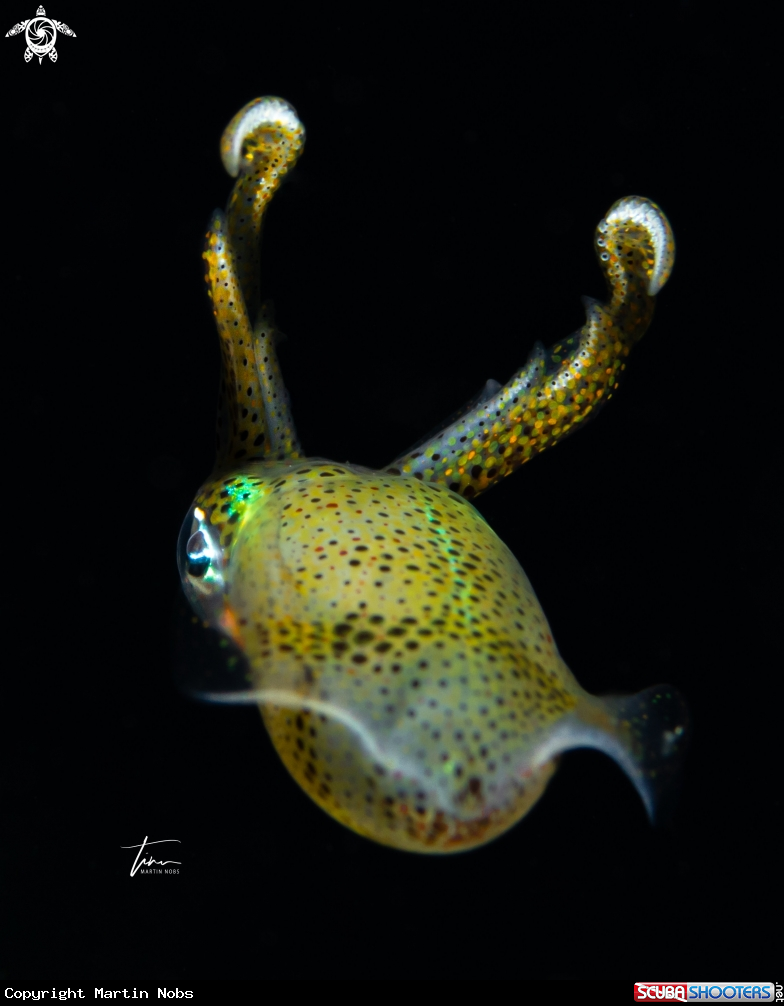 A Caribbean reef squid