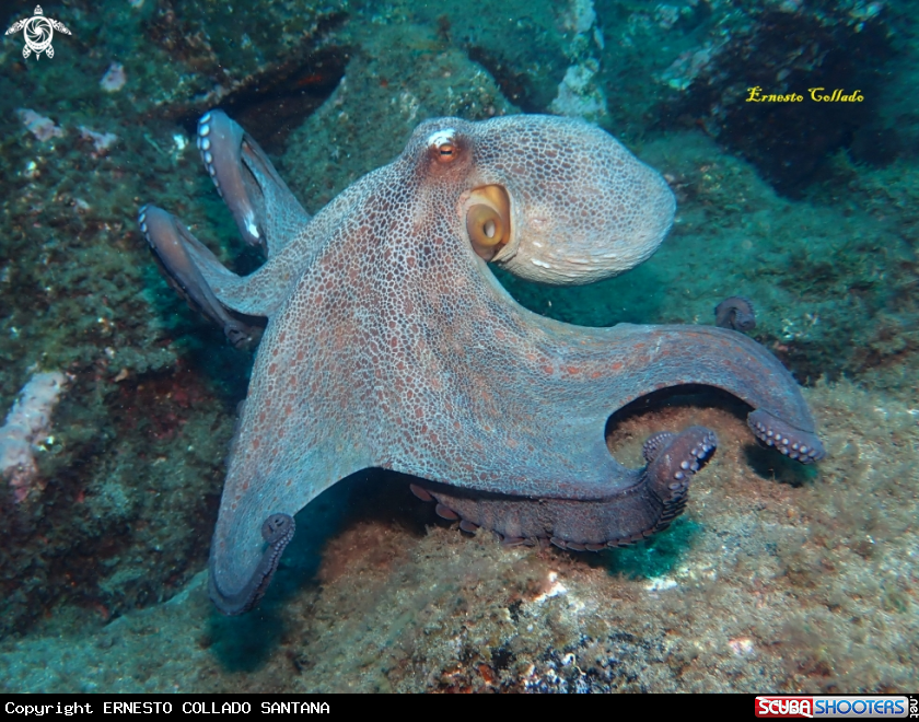A Pulpo