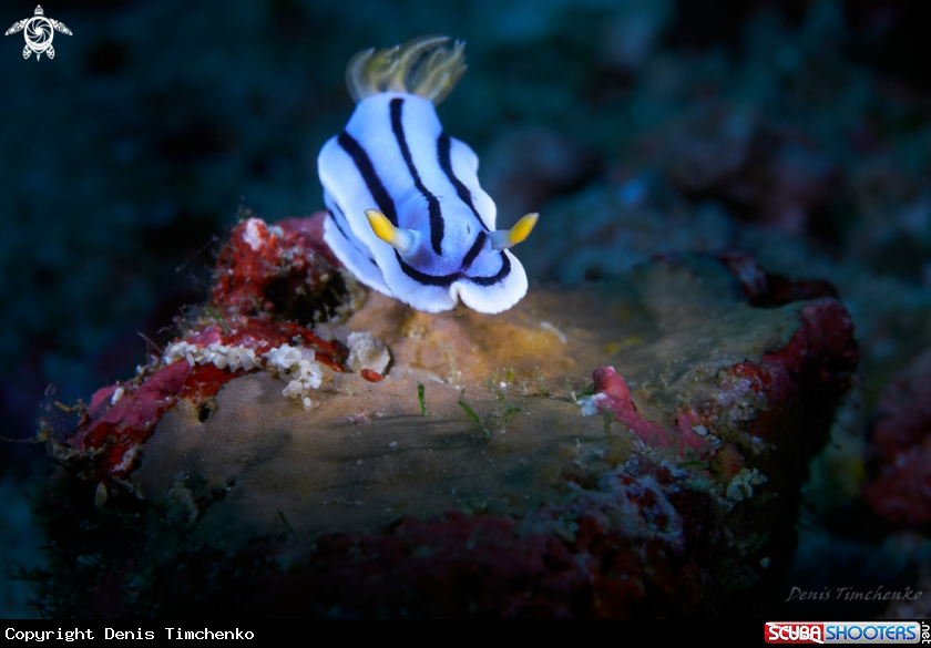 A NUDIBRANCH