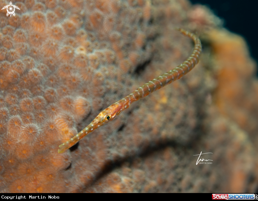 A Trumpetfish