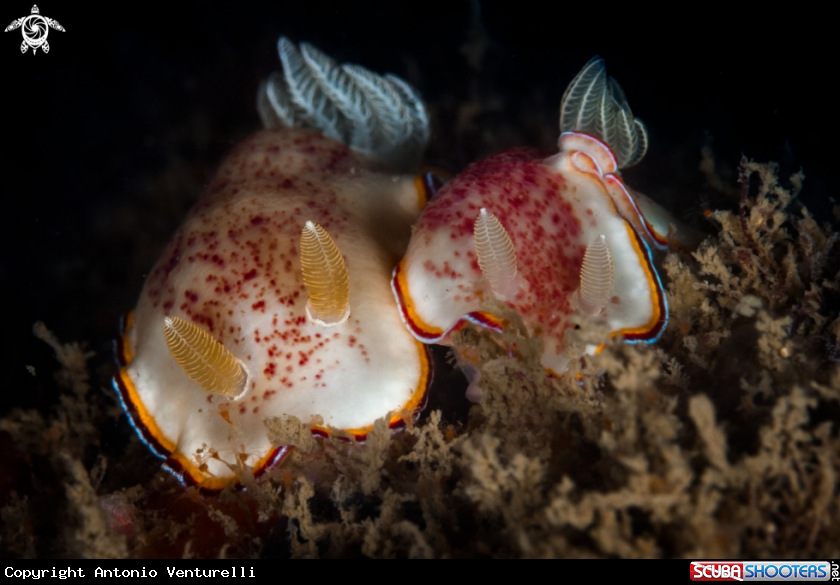 A Chromodoris trimarginata