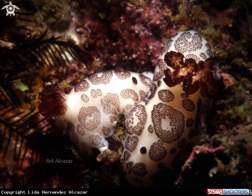 A Jorunna Funebris