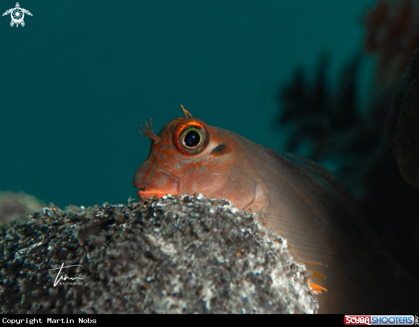 A Redlip Blennie